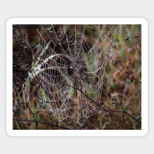 Spider Web with Water Doplets on a Foggy Morning Sticker